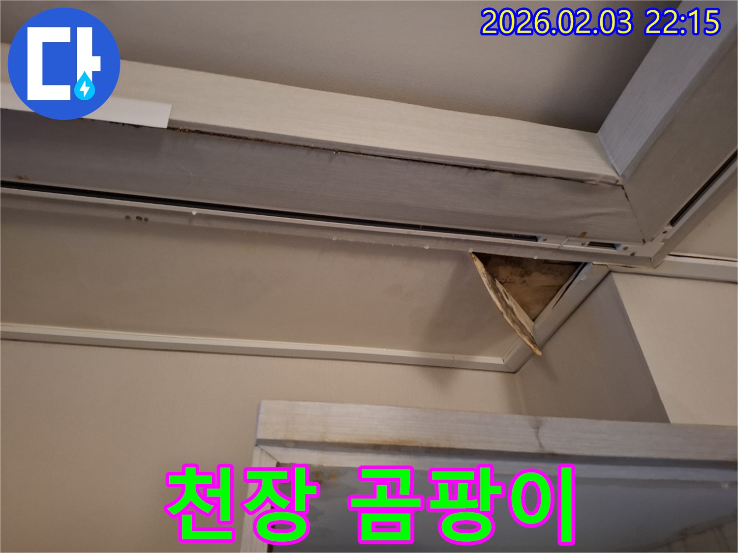 천장 곰팡이 - 건강 위협