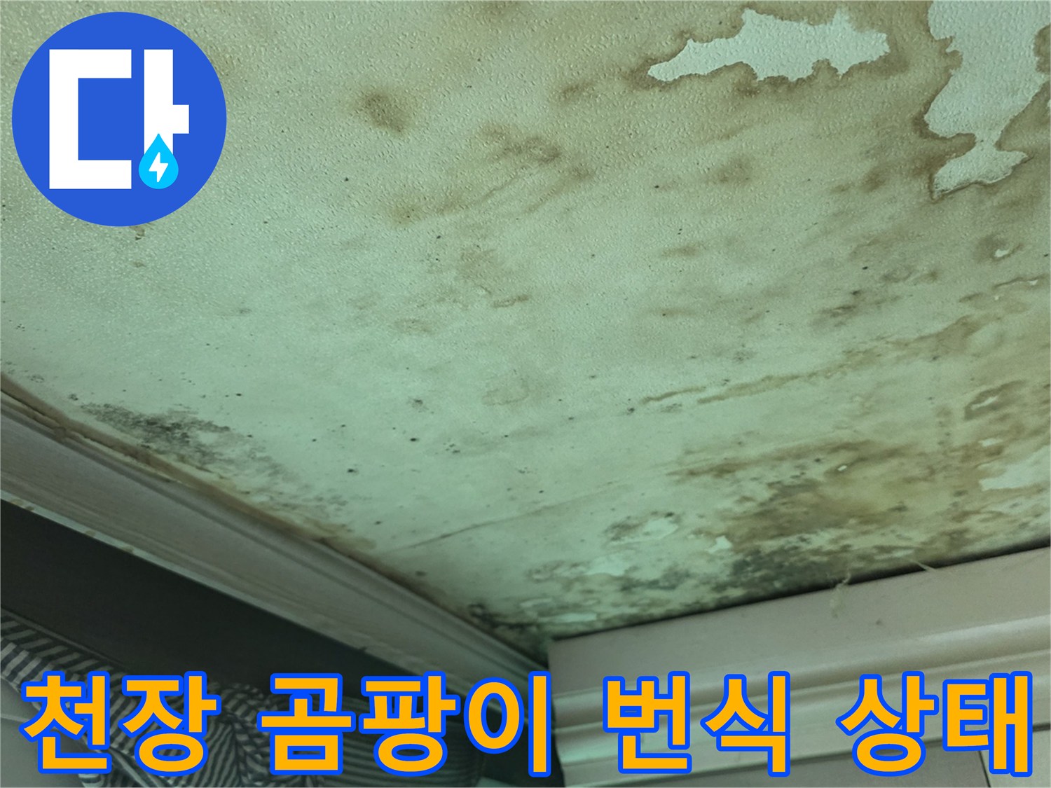 습기로 인해 곰팡이가 발생한 천장 벽지 상세 모습
