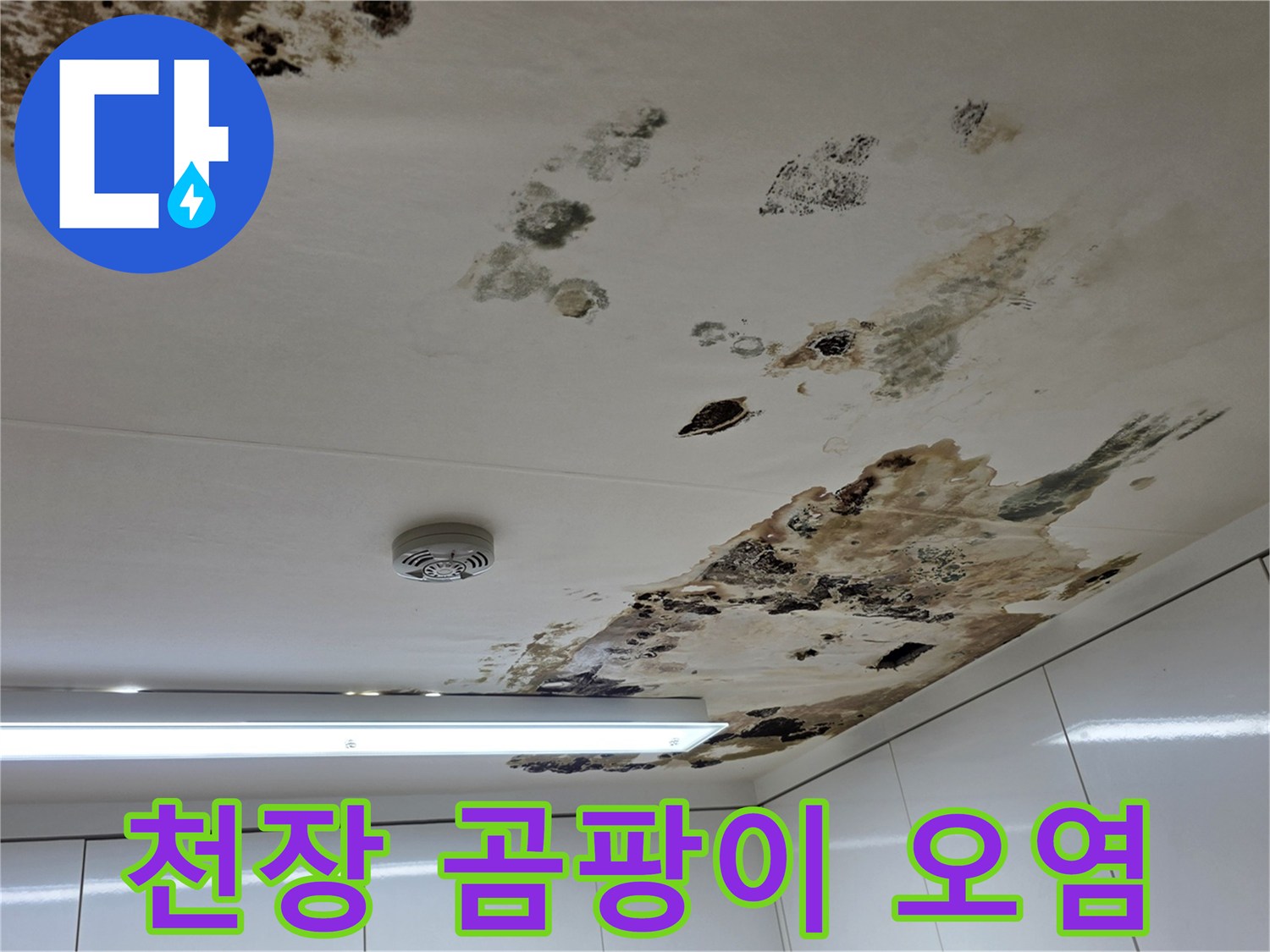광범위하게 발생한 천장 곰팡이와 얼룩