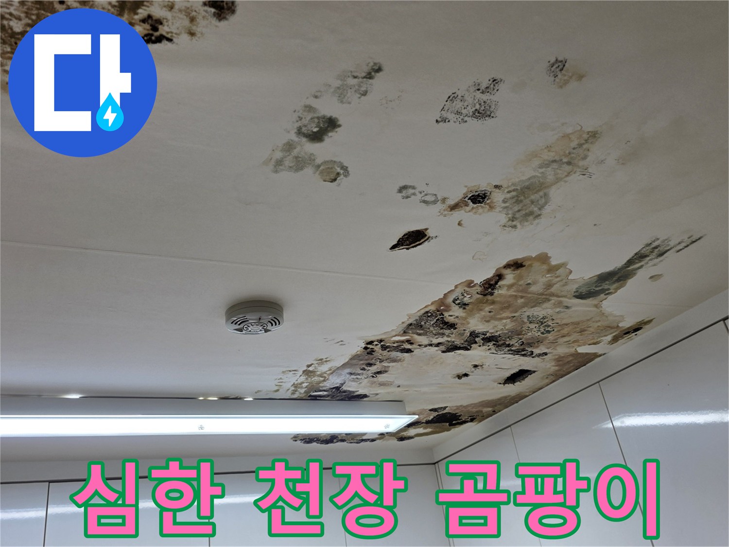 누수-피해로-발생한-천장의-검은-곰팡이-오염