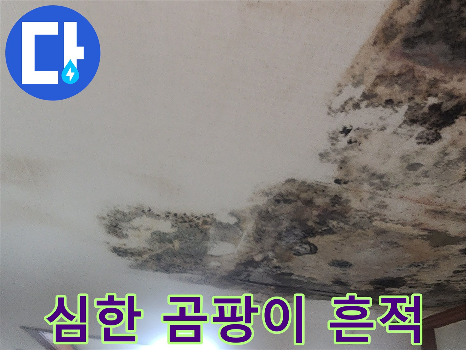 거실-천장-부위의-광범히-퍼진-곰팡이-흔적
