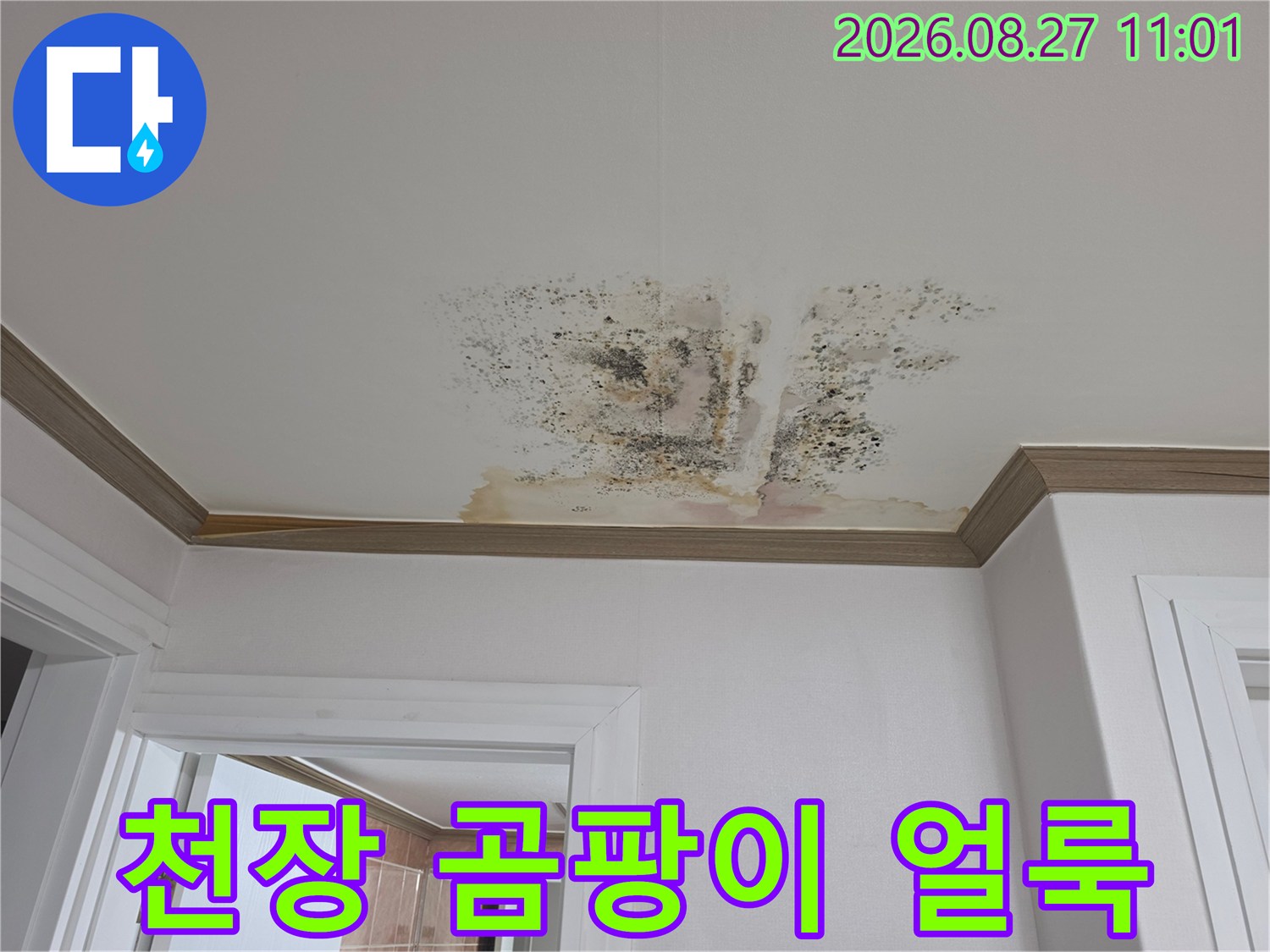 금산읍 아파트 천장-벽지에 번진 곰팡이와 누수 흔적